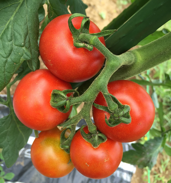 ミニトマトの栽培方法 菜園tist